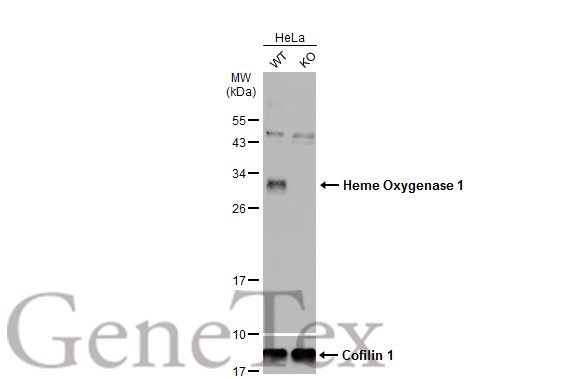 Heme Oxygenase 1 antibody
