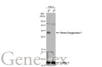 Heme Oxygenase 1 antibody