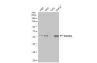 Staufen antibody