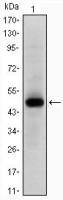 c-Myc antibody [7E10]