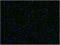 CD105 antibody [MEM-229]