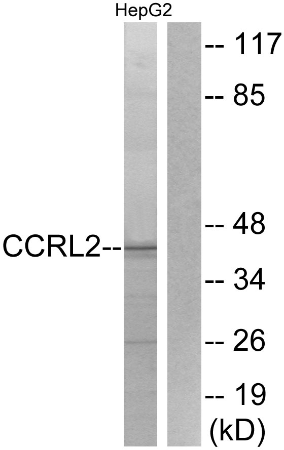 CCRL2 antibody
