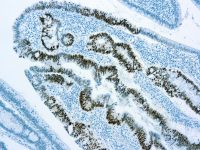 Quatro Sol II 10X Tris-EDTA Buffer pH9.0 Kit