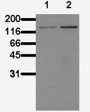 eNOS (phospho Ser1177) antibody [BDI250]