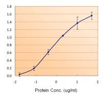 Ferritin Light Chain antibody, C-term