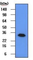 Geminin antibody [2H7]