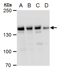 PHF2 antibody