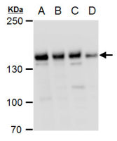 PHF2 antibody