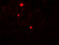 ATG14 antibody