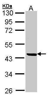 M/NEI antibody [N1C2]
