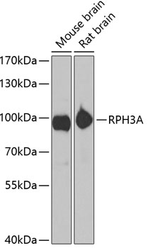 Rabphilin 3A antibody