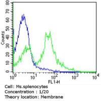 TCR V beta 5a antibody [1C1] (FITC)