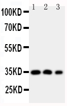 HOXA4 antibody