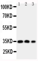 HOXA4 antibody