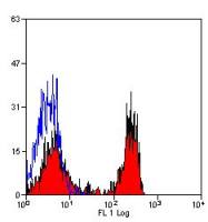 SIRP alpha antibody [BL1H7] (FITC)
