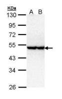 STK40 antibody [N3C3]