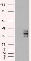 Oct4 antibody [9B7]