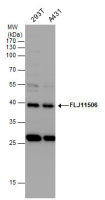 FLJ11506 antibody