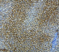 CYP2E1 antibody
