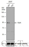 TLE1 antibody