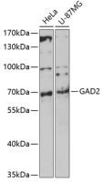 GAD65 antibody