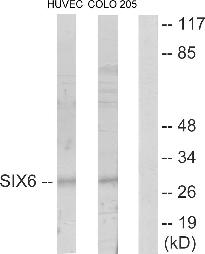 SIX6 antibody