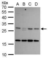 CITED2 antibody