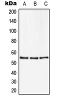 ZSCAN22 antibody