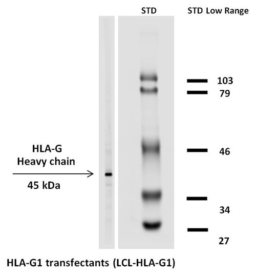 HLA-G antibody [MEM-G/1] (Biotin)