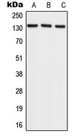 RECQL4 antibody