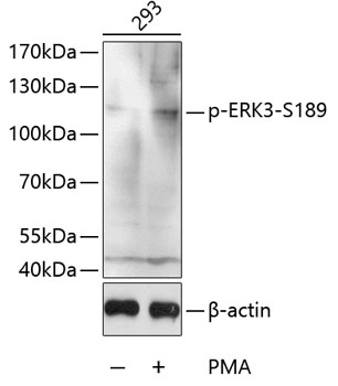 ERK3 (phospho Ser189) antibody
