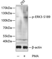 ERK3 (phospho Ser189) antibody