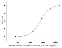 Mouse Interferon gamma Receptor 1 protein, human IgG1 Fc tag