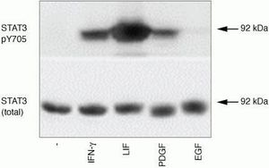 STAT3 (phospho Tyr705) antibody
