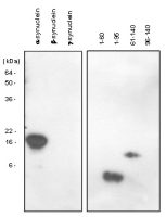 alpha Synuclein antibody [5C2]