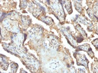 Galectin 13 antibody [PP13/1165]