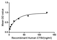 Human Cathepsin V protein, His tag