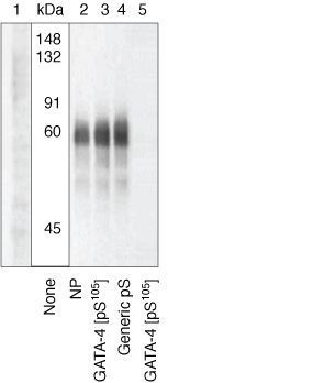 GATA4 (phospho Ser105) antibody