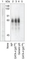 GATA4 (phospho Ser105) antibody