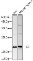 IL3 antibody