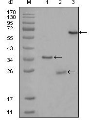 CD33 antibody [2B7C12]