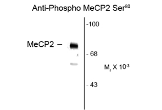 MECP2 (phospho Ser80) antibody