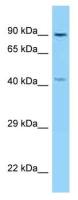 KIF3B antibody