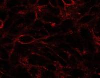 Dispatched A antibody, C-term