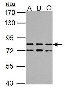 TTC14 antibody