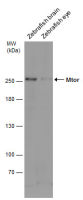 Mtor antibody