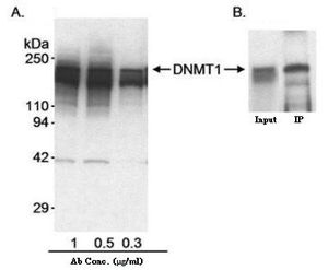 DNMT1 antibody