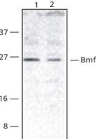 BMF antibody