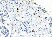 LAT1 / SLC7A5 antibody