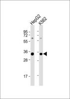 SC35 antibody, N-term